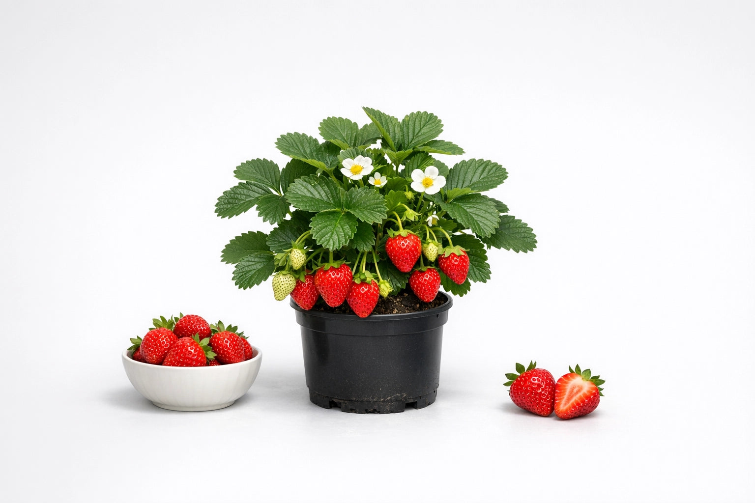 Piante di fragole