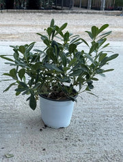 PITTOSPORUM TOBIRA NANUM CESP.17