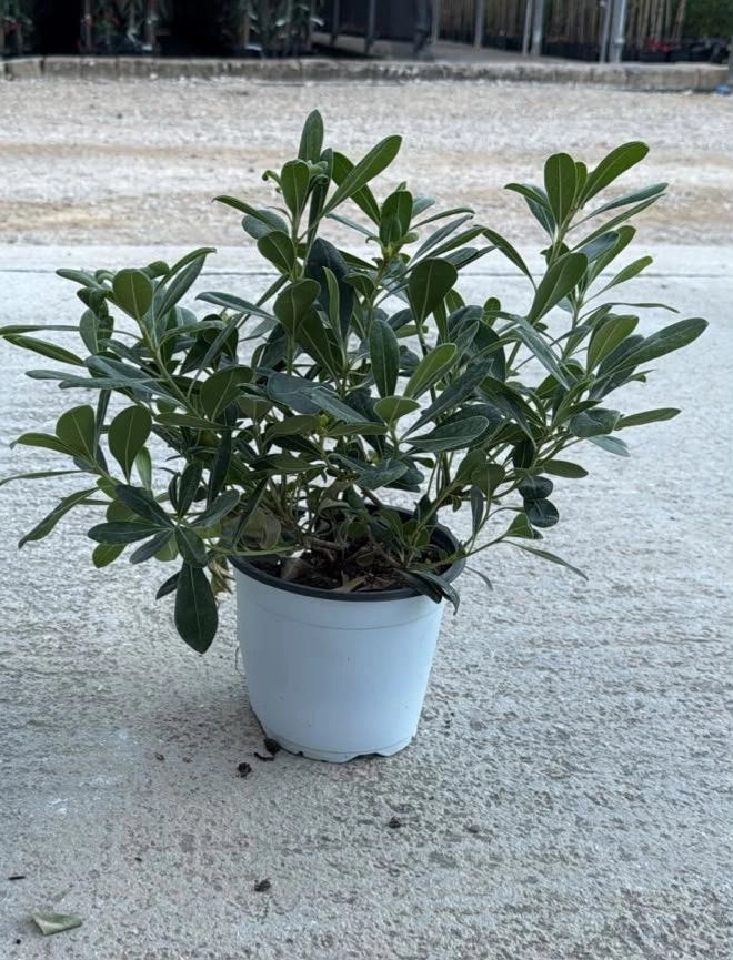 PITTOSPORUM TOBIRA NANUM CESP.17