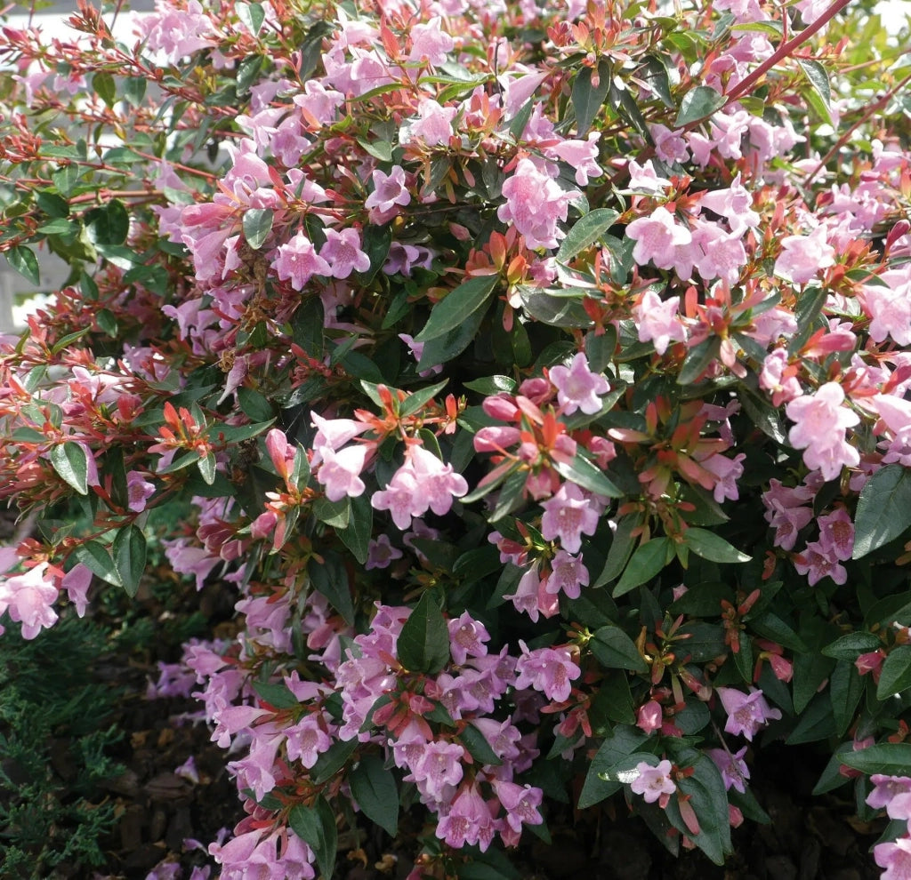 Gardenaria Abelia grandiflora - Arbusto ornamentale da giardino Altezza: 30/35 cm (vaso19)