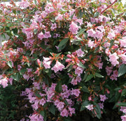 Gardenaria Abelia grandiflora - Arbusto ornamentale da giardino Altezza: 30/35 cm (vaso19)