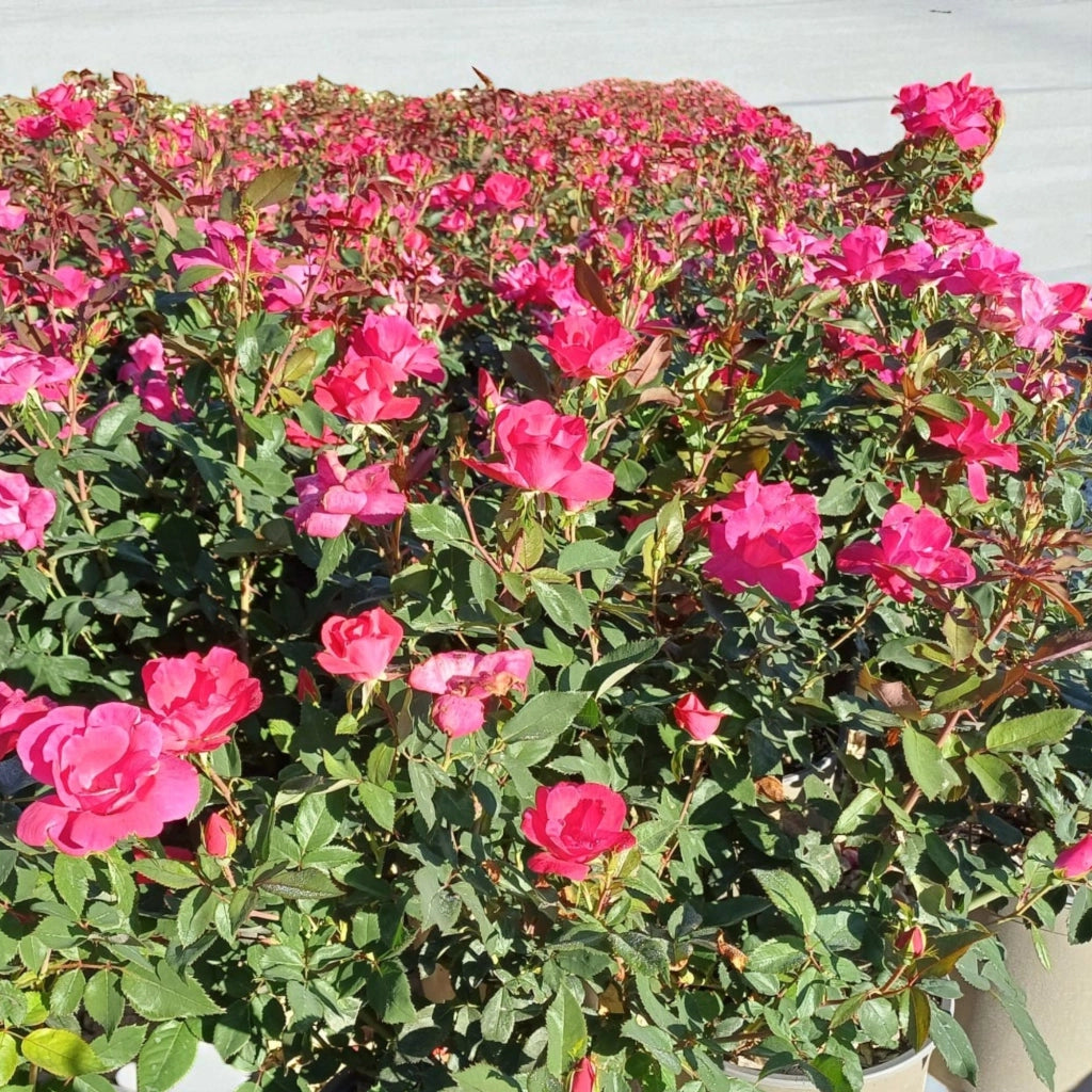 Gardenaria Rosa paesaggistica 'Red Knock Out' Meilland - Rosa da giardino Altezza: 25/30 cm (vaso19)