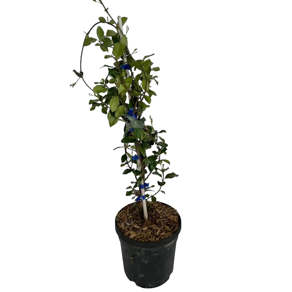 Pianta di RHINCOSPERMUM JASMINOIDES ROSE falso gelsomino Rosa vaso18 AMDGarden