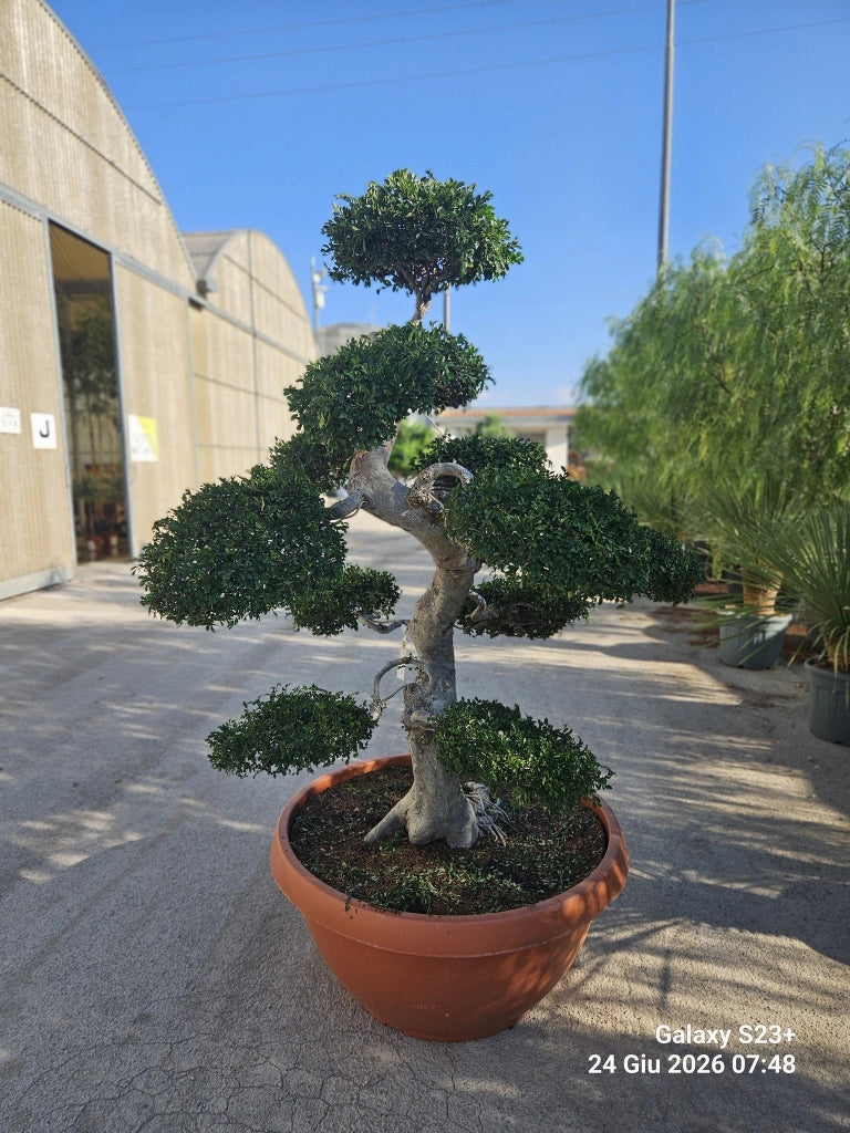 ULMUS PARVIFOLIA BONSAI CIOTOLA 90