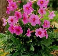 Bulbi di Incarvillea Delavayi Rosa I – Fiori eleganti e raffinati
