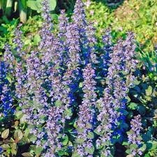 Ajuga vaso 14 cm – Pianta tappezzante con fogliame decorativo e fioritura