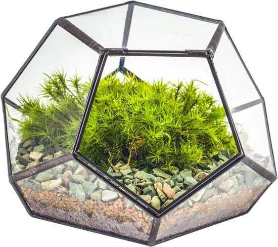Terrario geometrico in vetro - 18 x 18 x 12,5 cm - nero - adatto per piante grasse