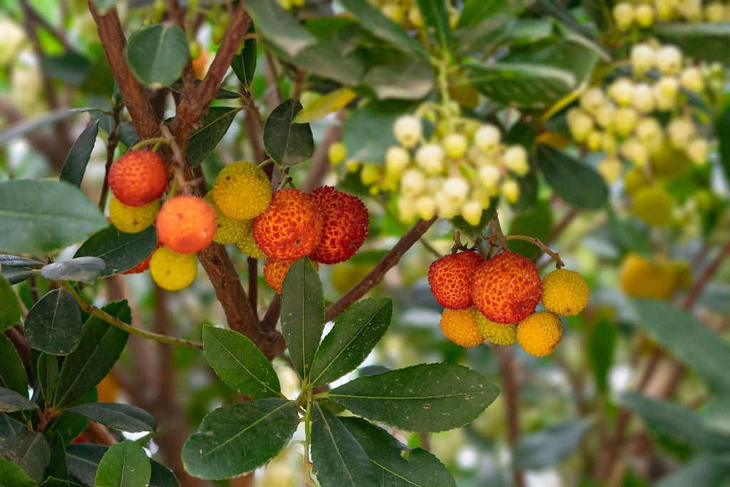ARBUTUS UNEDO (CORBEZZOLO) VASO 40