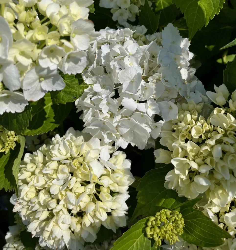 Gardenaria Ortensia - Hydrangea Macrophylla 'Souer Therese' - Pianta acidofila ornamentale da esterno Altezza: 40/50 cm (vaso19)