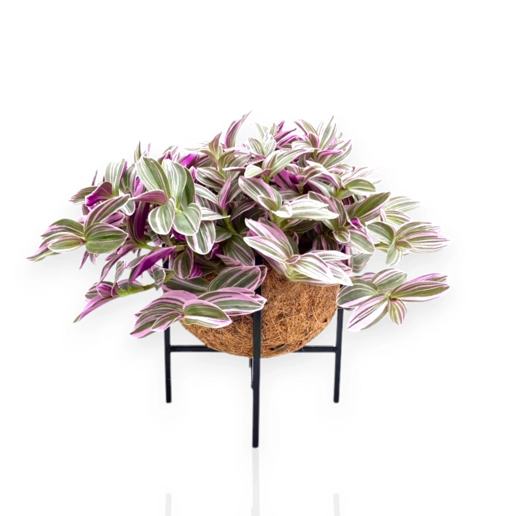Gardenaria Tradescantia cerinthoides Sweetness - Pianta da interno ornamentale Altezza: 20 cm (vaso 15)