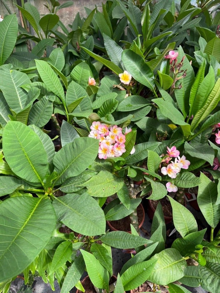"Frangipani" Plumeria Gemini vaso 20 cm H60 – Pianta tropicale dai fiori profumati