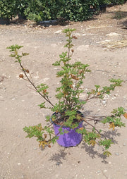 ALYOGINE (IBISCO AZZURRO) VASO 18