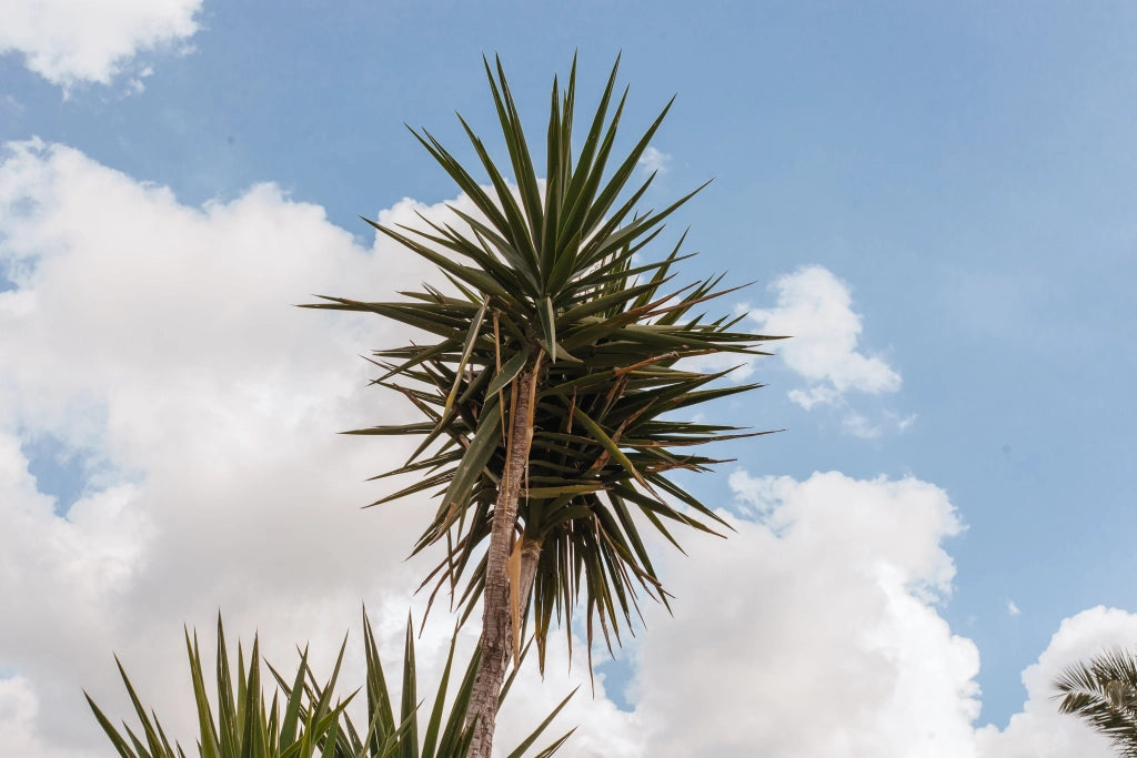 YUCCA FLACCIDA GOLDEN SWORD VASO 24