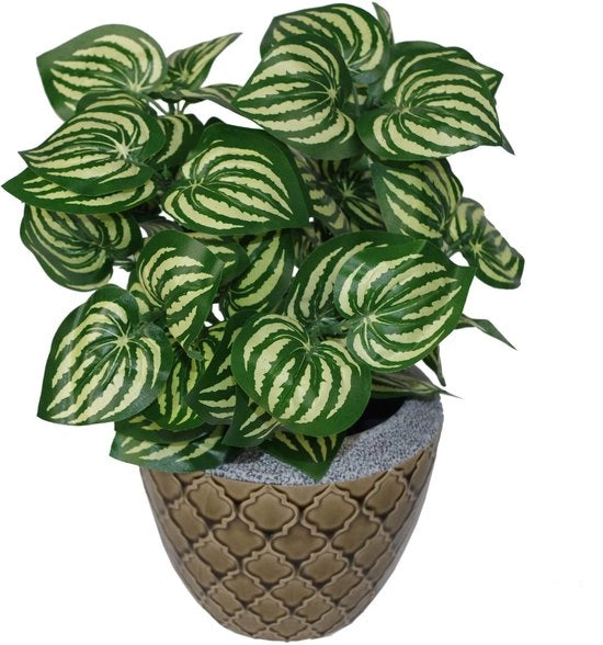 Pianta ornamentale a forma di melone, 45 cm