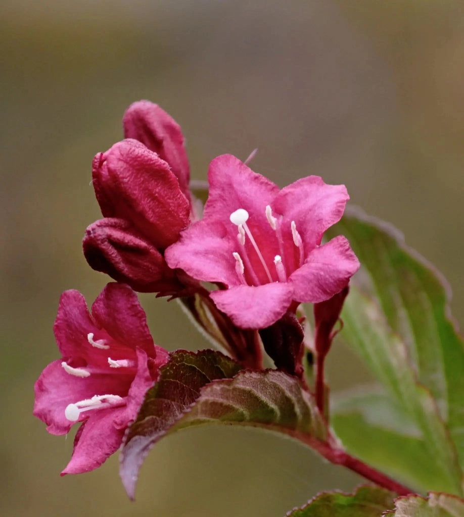 Gardenaria Weigela florida 'Alexandra' - Arbusto ornamentale da giardino Altezza: 40/50 cm (vaso18)