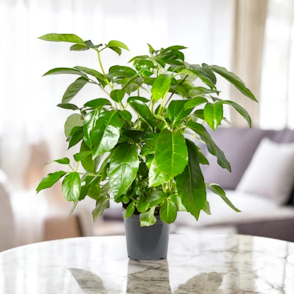 Gardenaria Schefflera actinophylla 'Amate' - Pianta da interno ornamentale Altezza: 70 cm (vaso 19)