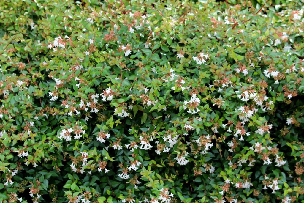 Gardenaria Abelia grandiflora - Arbusto ornamentale da giardino Altezza: 30/35 cm (vaso19)