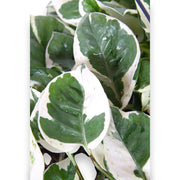 Gardenaria Epipremnum pinnatum 'N'Joy' - pothos - Pianta da interno ornamentale Altezza: 25 cm (vaso 17)