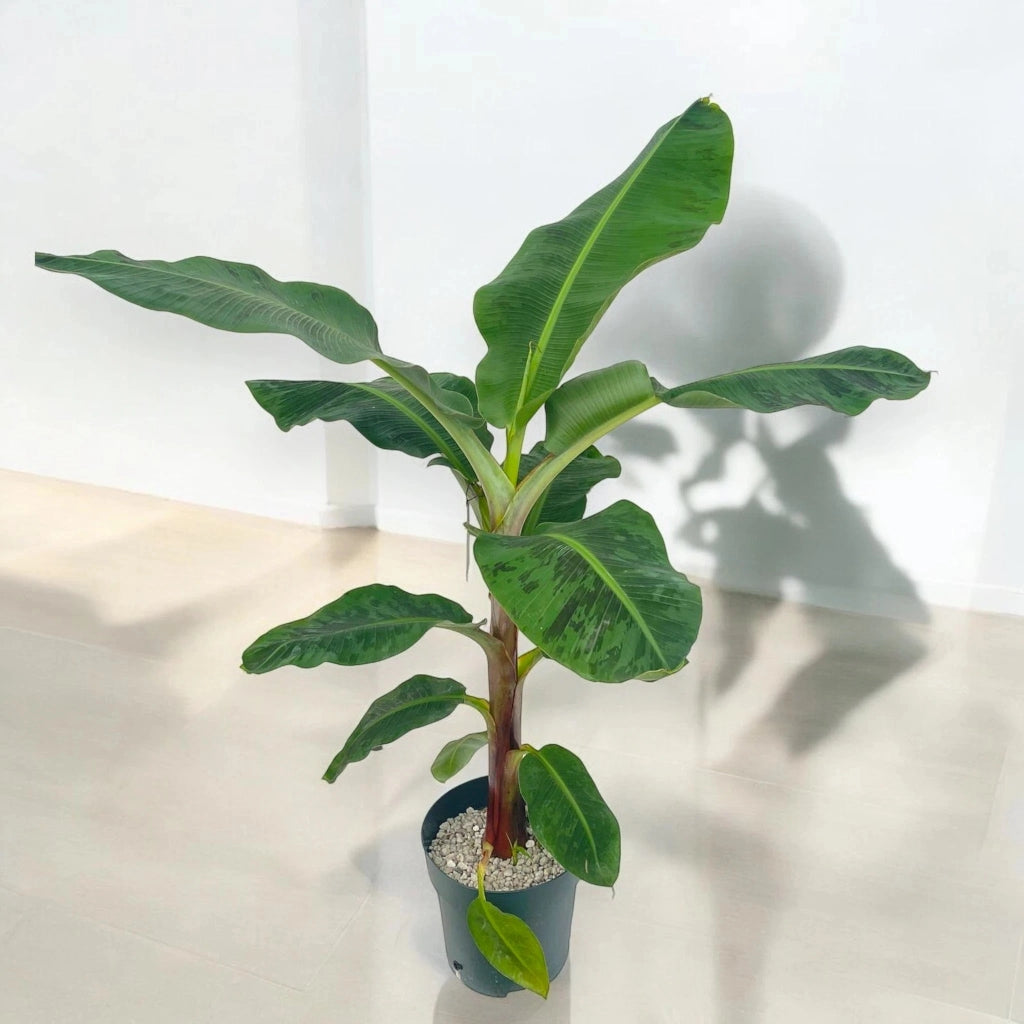 Gardenaria Musa 'Dwarf Cavendish' - Pianta da interno ornamentale Altezza: 90 cm (vaso 21)