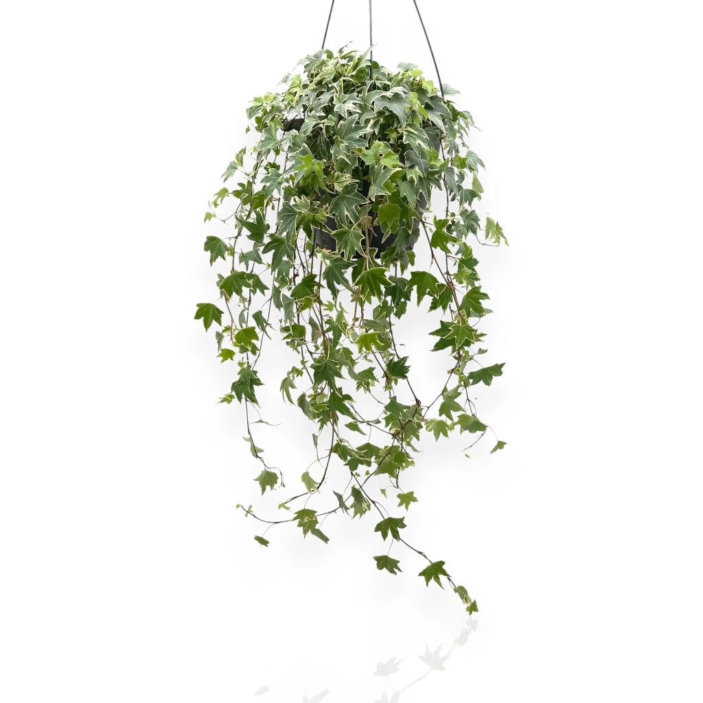 Gardenaria Edera - Hedera helix 'White Ripple' - Pianta da interno ornamentale Altezza: 50 cm (vaso 19)