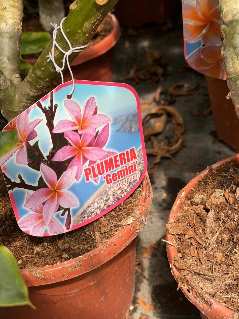 "Frangipani" Plumeria Gemini vaso 20 cm H60 – Pianta tropicale dai fiori profumati