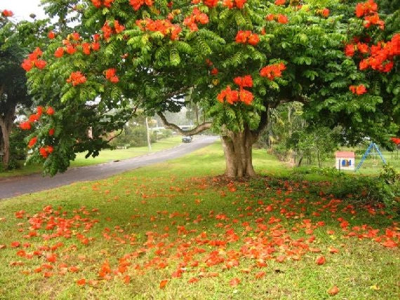 SESBANIA PUNICEA Albero dei sonagli H 130CM