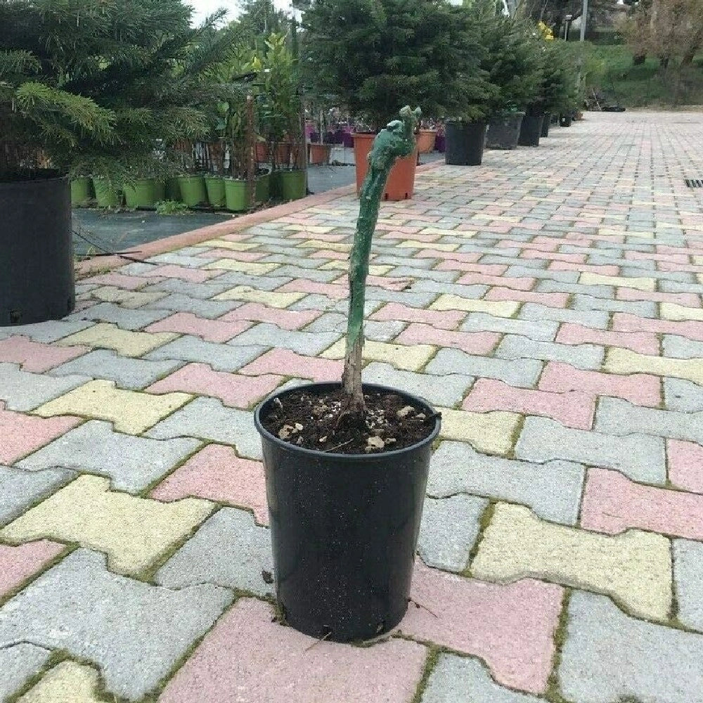 Pianta di UVA VITE innestata AUTUMN ROYAL nera APIRENA senza semi in vaso 16 cm AMDGarden