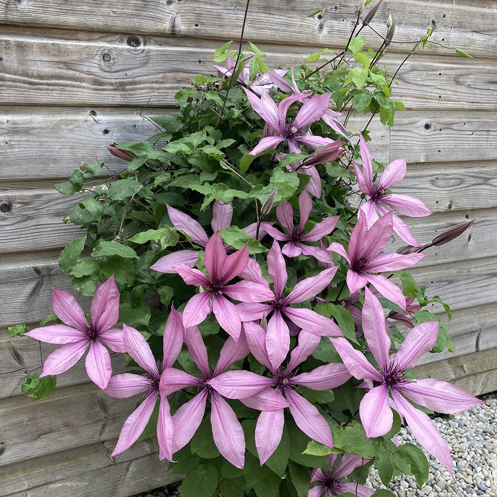 Pianta CLEMATIDE Clematis Princess Arabelle Rampicante in vaso 18 cm AMDGarden