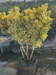 EUONYMUS JAPONICUS MULTITRONCO 45 1/4 FUSTO AUREA