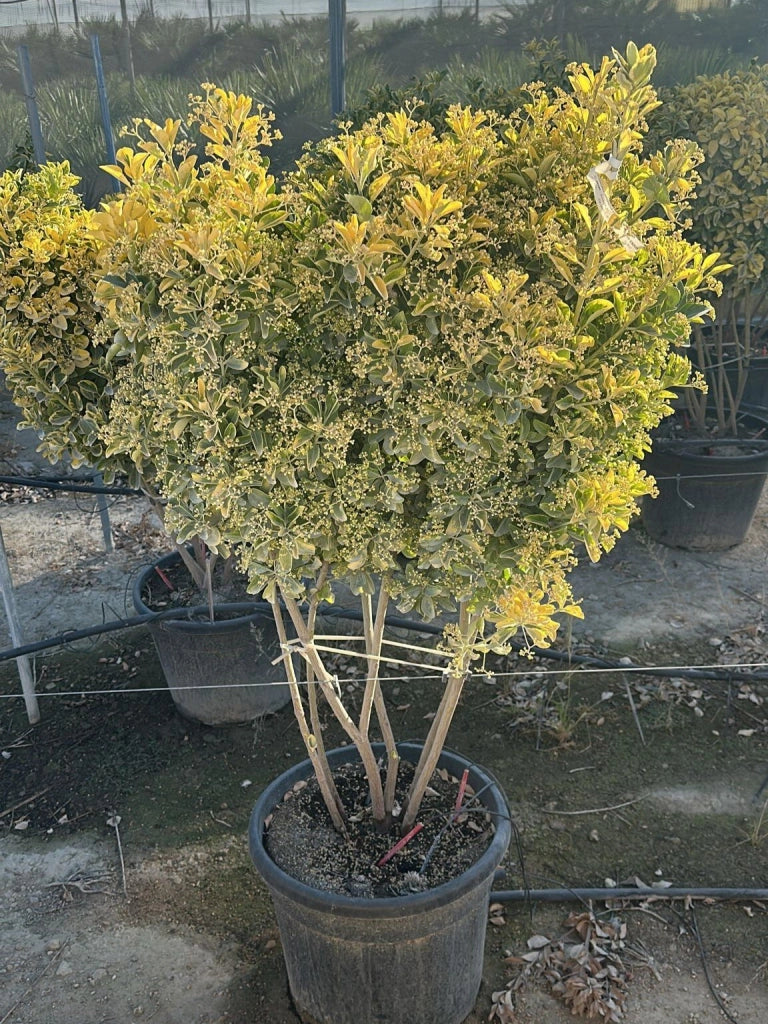 EUONYMUS JAPONICUS MULTITRONCO 45 1/4 FUSTO AUREA