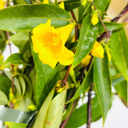 Pianta Gelsomino della California FIORE GIALLO PROFUMO ramp. H130 in vaso 18 cm