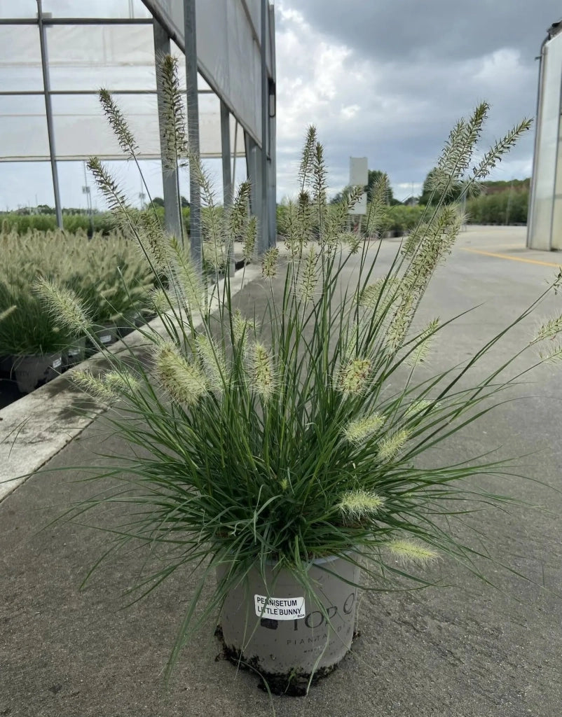 Gardenaria Pennisetum alopecuroides 'Little Bunny' - Graminacea ornamentale da esterno Altezza: 40 cm (vaso 17)