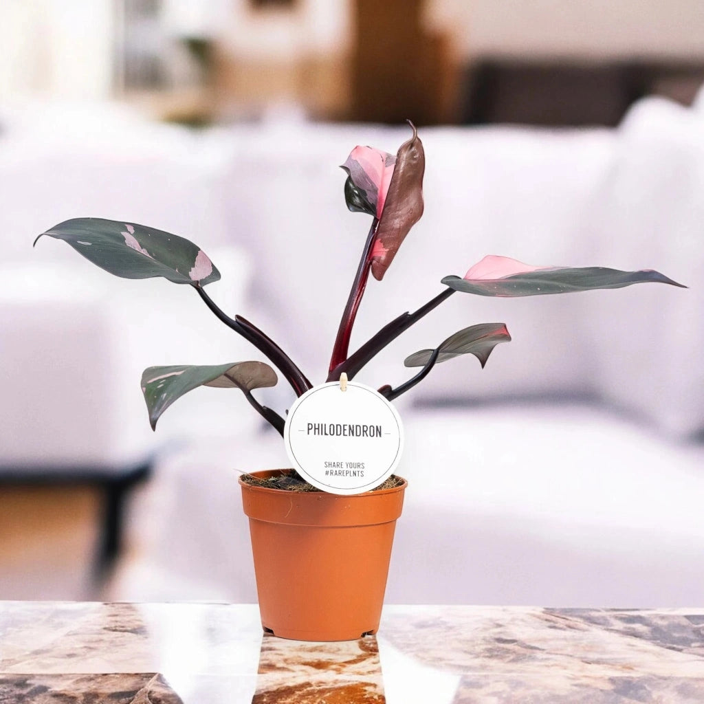 Gardenaria Philodendron 'Burgundy Prince' - Pianta da interno ornamentale Altezza: 25 cm (vaso 12)