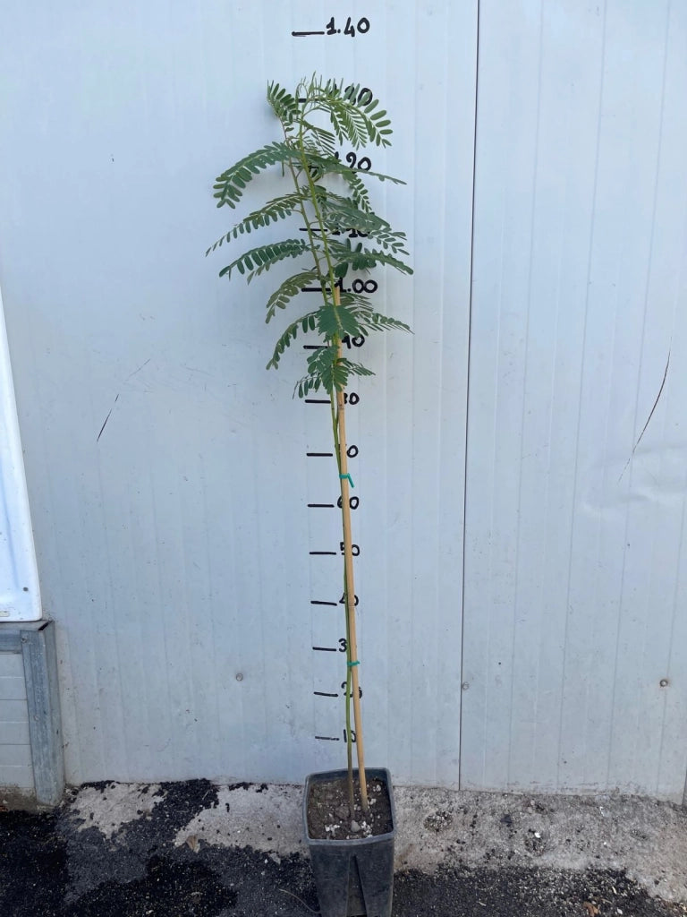 SESBANIA PUNICEA Albero dei sonagli H 130CM