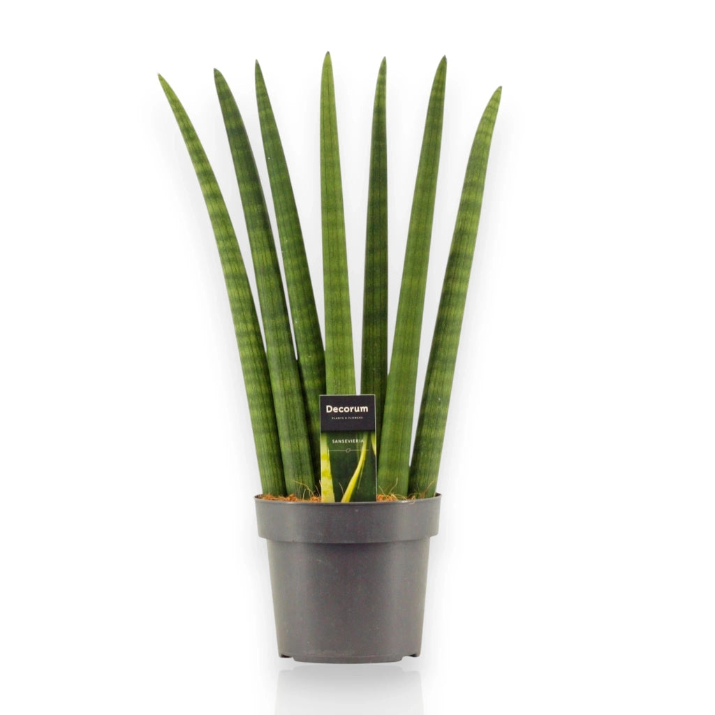 Gardenaria Sansevieria cylindrica 'Fan' - Pianta da interno ornamentale Altezza: 35 cm (vaso 12)