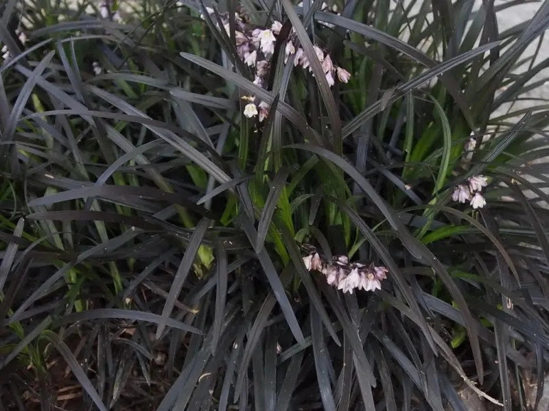 Gardenaria Ophiopogon planiscapus 'Nigrescens' - Graminacea ornamentale da esterno Altezza: 15 cm (vaso 17)