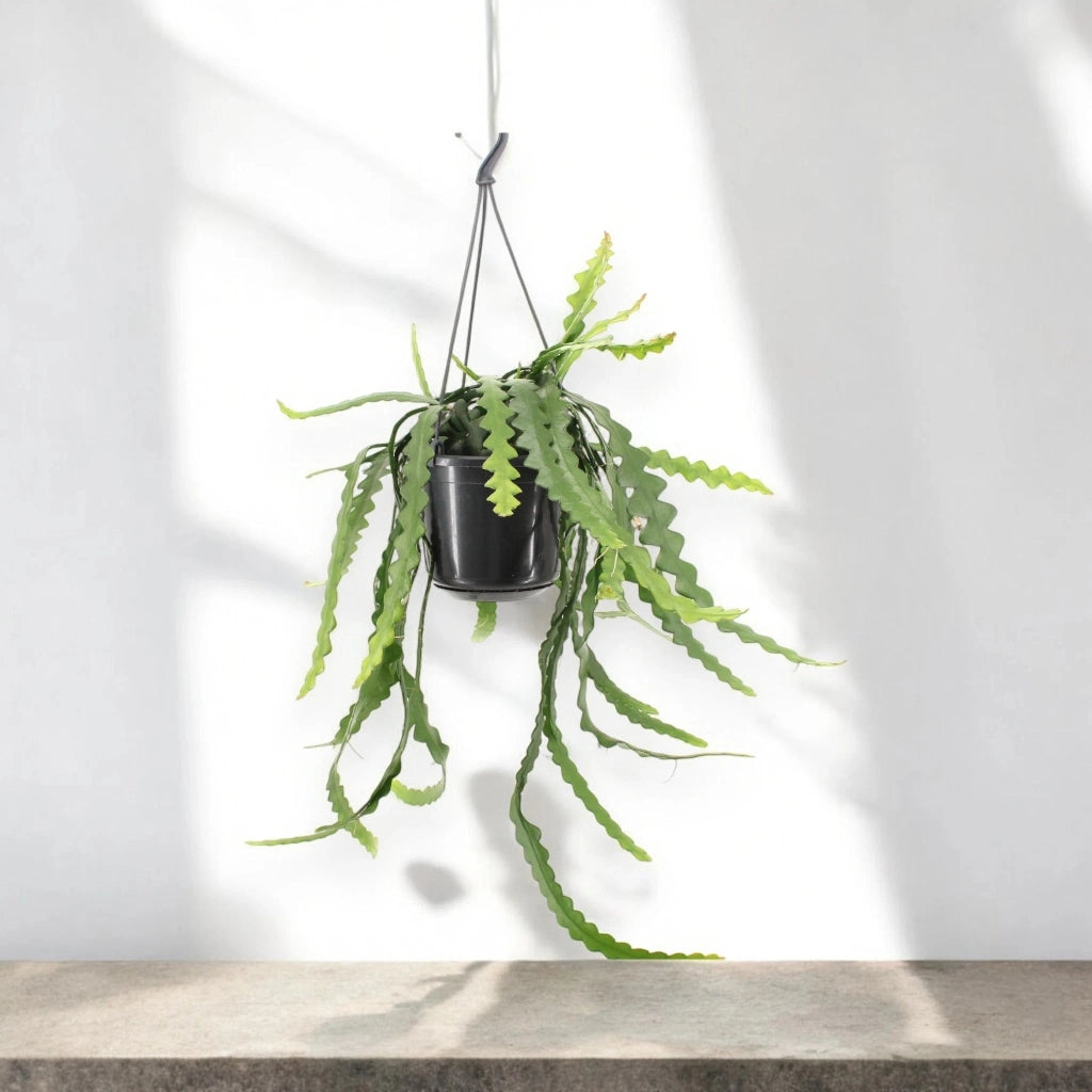 Gardenaria Epiphyllum anthonyanus - Pianta da interno ornamentale Altezza: 40 cm (vaso 15)