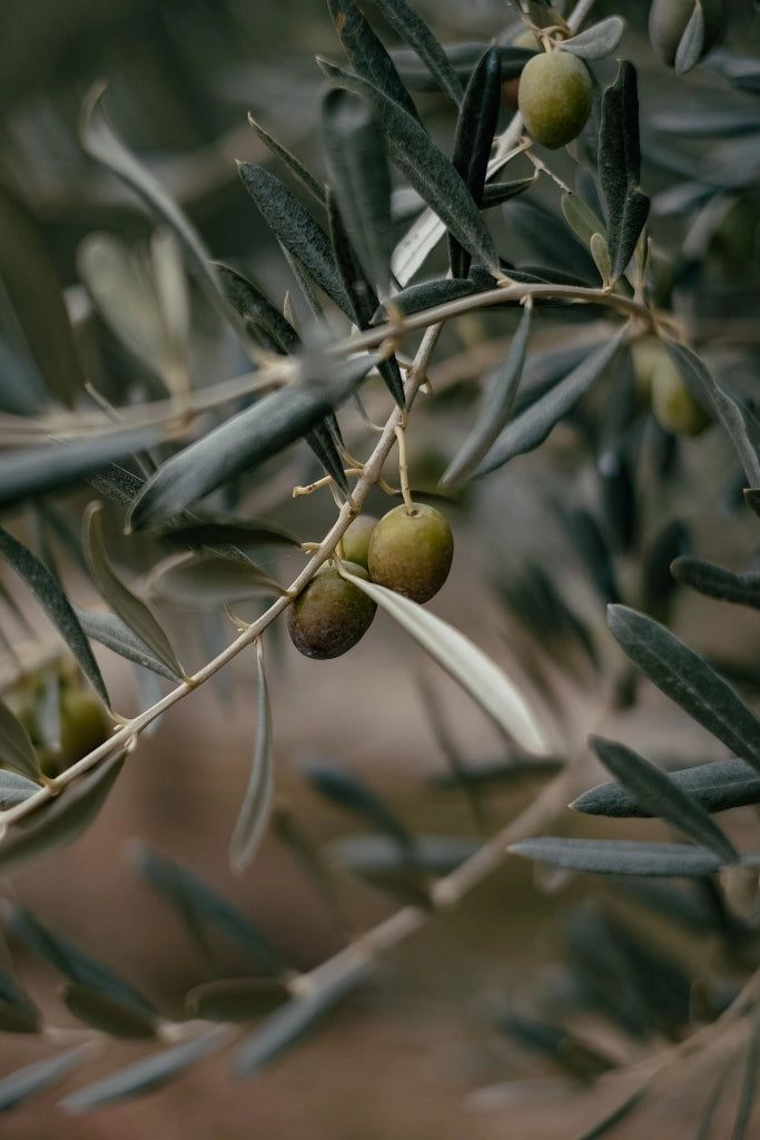 OLEA EUROPAEA CESP.40 CIPRESSINO