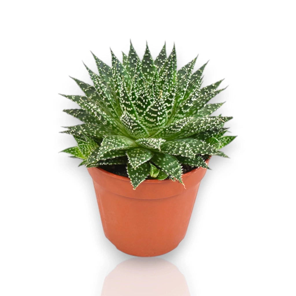Gardenaria Aloe safari Zambezi - Pianta da interno ornamentale Altezza: 15 cm (vaso 12)