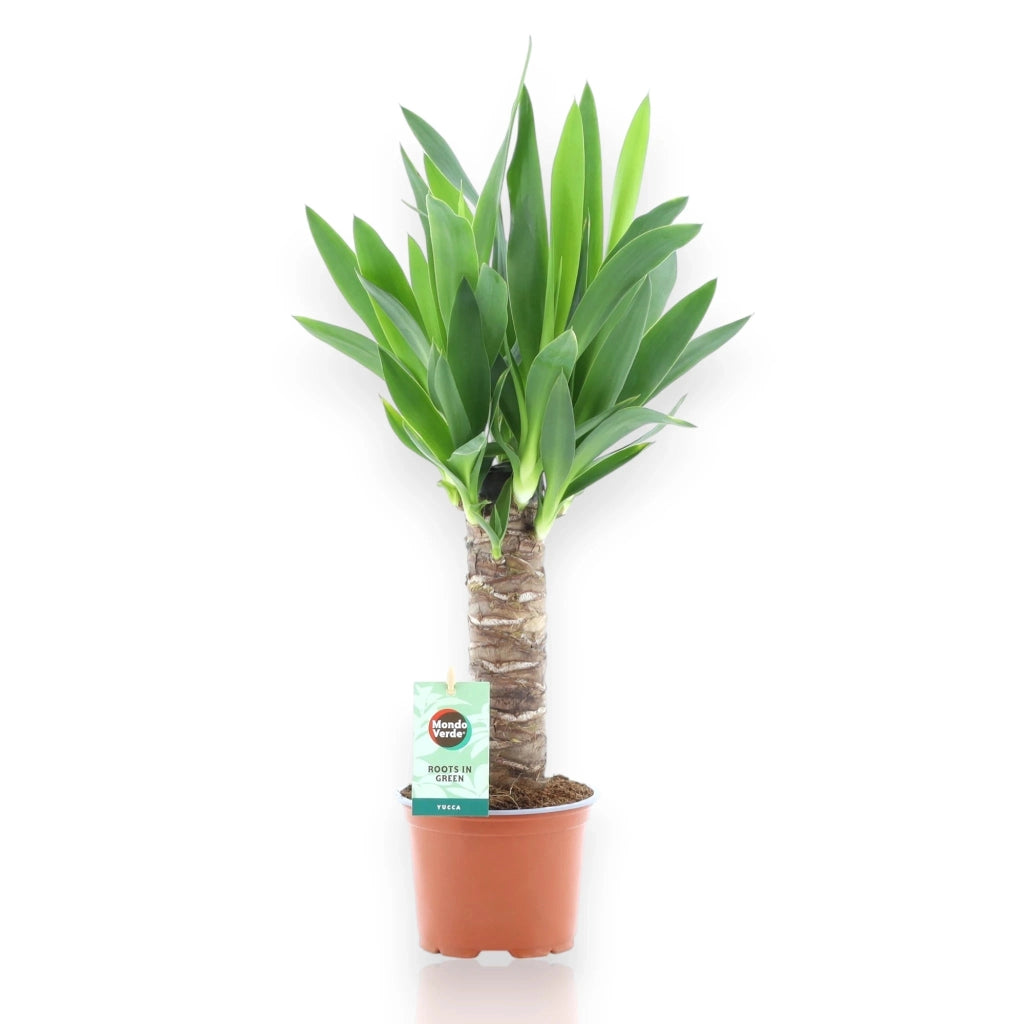 Gardenaria Yucca - Pianta da interno ornamentale Altezza: 50 cm (vaso 12)