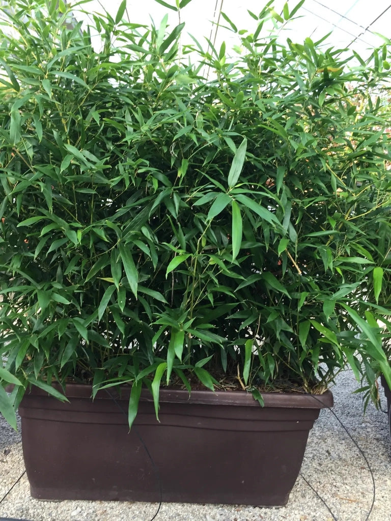Gardenaria Fargesia Rufa - Fargesia rufa - Bambù ornamentale da esterno Altezza: 80/100 cm (vaso24)