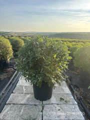QUERCUS ILEX PALLA 40