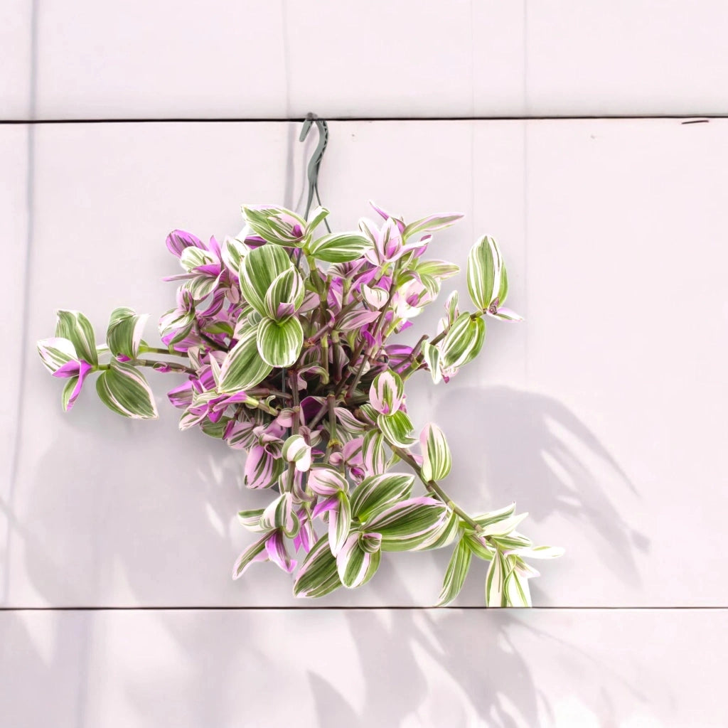 Gardenaria Tradescantia cerinthoides 'Nanouk' - Pianta da interno ornamentale Altezza: 25 cm (vaso 15)