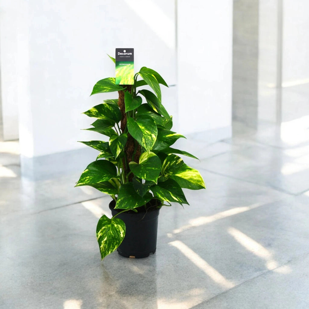 Gardenaria Epipremnum (pothos) su palo tutore - Pianta da interno ornamentale Altezza: 150 cm (vaso 27)