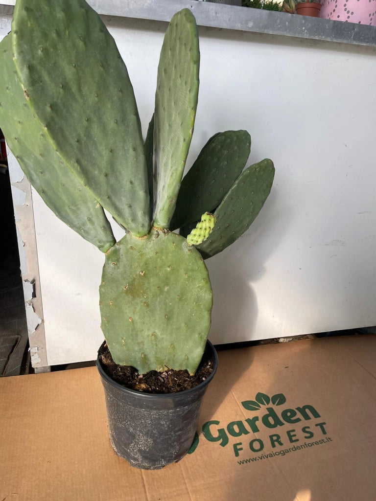 Opuntia Ficus Indica Fico d'India vaso 24 foto reali H 70cm pianta grassa