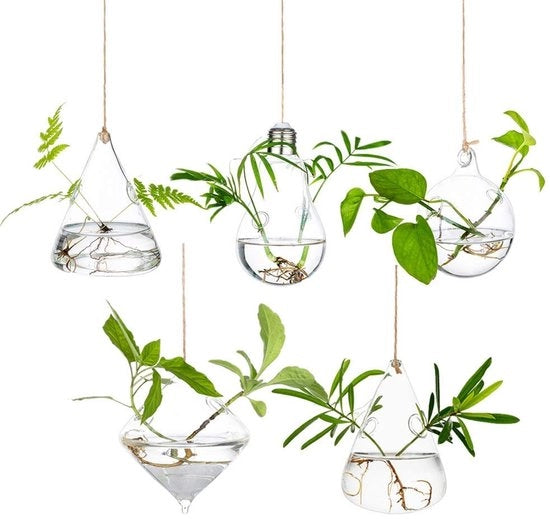 Contenitori per Terrario in Vetro a Base Borosilicato - Set di 5 con Corda - Adatto per Interno/Esterno