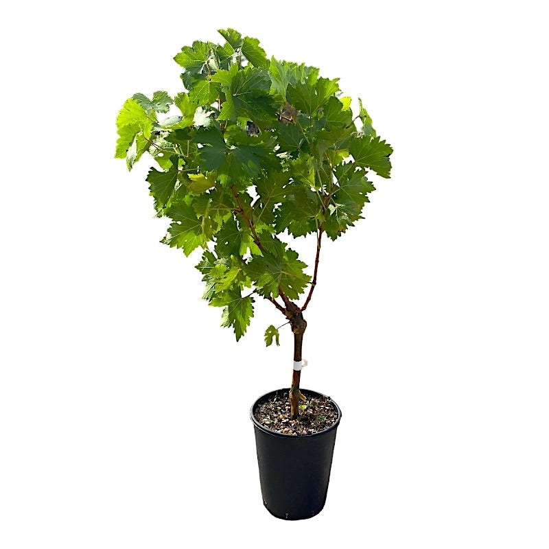 Pianta DI VITE uva vigna da tavola ARGENTINA APIRENA senza semi VASO 16 cm AMDGarden