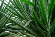 YUCCA FILAMENTOSA VASO 24
