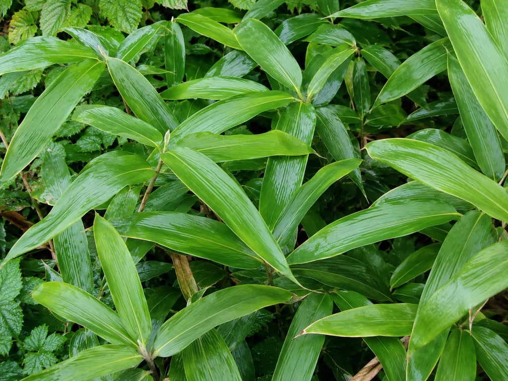 Gardenaria Bambù Nano Veitchii - Sasa veitchii - Bambù ornamentale da esterno Altezza: 50 cm (vaso 24)