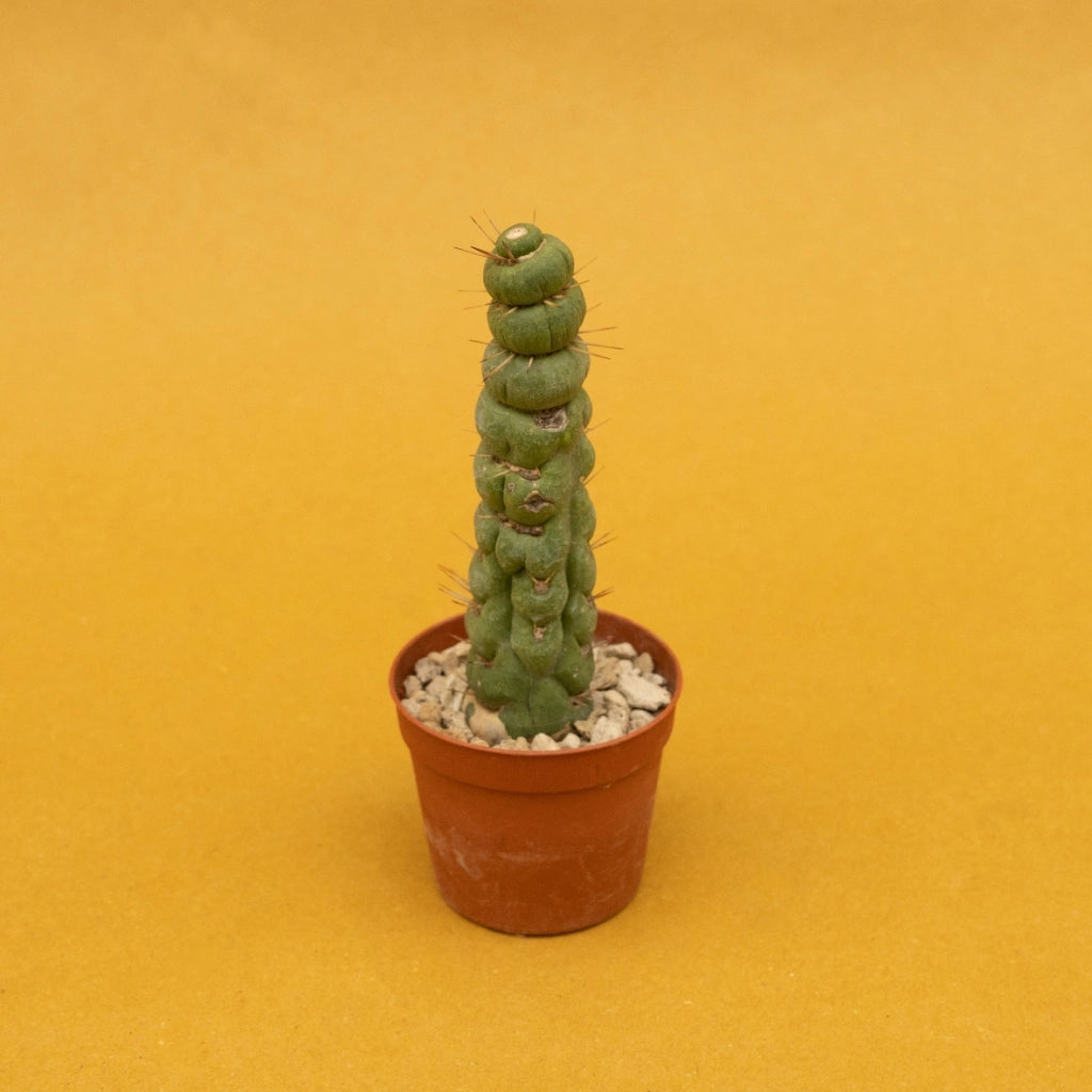 Eulychnia castanea spiralis vaso 10,5 - Pianta Grassa
